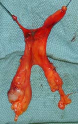 [Illustration:  Figure 10]