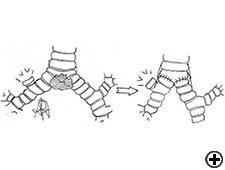 View Figure 2C larger