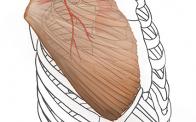 Pectoralis major flap